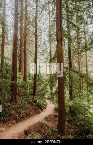 La foresta di sequoie presso l'Hoyt Arboretum di Portland, Oregon, nel luglio 2023 Foto Stock