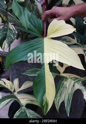 La splendida foglia di Philodendron Florida Beauty Half-Moon variegata, una pianta tropicale rara e popolare Foto Stock