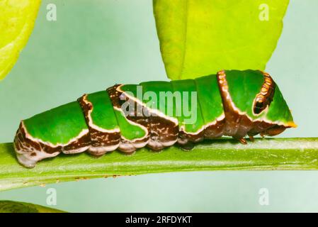 Ambrax Swallowtail Butterfly Caterpillar, Papilio ambrax, su foglie di agrumi, Wild, Malanda, Australia. Foto Stock