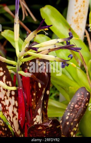 Bromeliade, Billbergia Midnight', in fiore, cultiovated, Malanda, Australia. Foto Stock