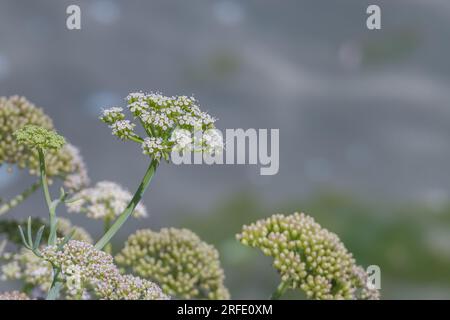 piante di samphire roccioso o finocchio di mare in fiore in estate all'aperto Foto Stock