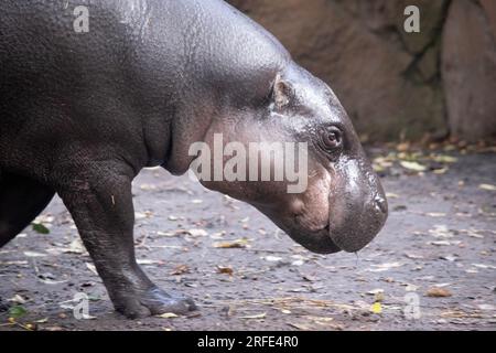 l'ippopotamo pigmeo sembra una piccola versione di un ippopotamo Foto Stock