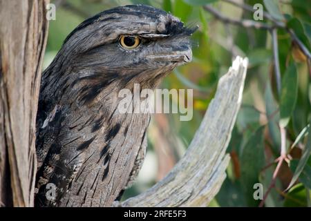 il frogmouth bruno ha un grigio chiazzato, bianco, nero e rufous - i modelli della piuma li aiutano a mimare i rami morti dell'albero. Le loro piume sono morbide, li Foto Stock