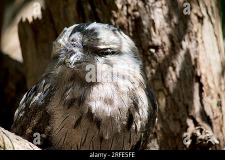 il frogmouth tawny lo usa colorare per nascondersi dai preditors poichè si mescola dentro con un albero Foto Stock