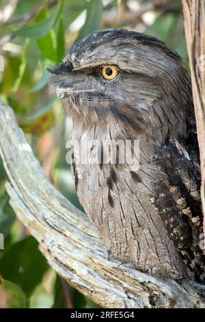 il frogmouth bruno ha un grigio chiazzato, bianco, nero e rufous - i modelli della piuma li aiutano a mimare i rami morti dell'albero. Le loro piume sono morbide, li Foto Stock