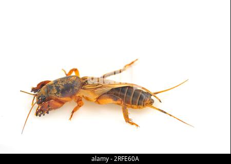 Cricket talpa isolato su sfondo bianco (Gryllotalpidae) Foto Stock