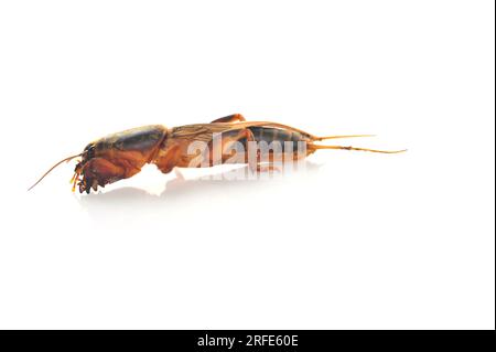 Cricket talpa isolato su sfondo bianco (Gryllotalpidae) Foto Stock