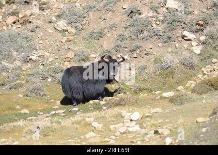 Wild Yak su un passo di montagna ad alta quota Foto Stock