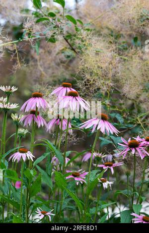 Echinacea purpurea. Fiori di manzo in un giardino all'inglese. REGNO UNITO Foto Stock