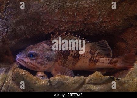 pesce bluemouth sulle rocce Foto Stock