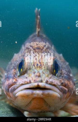 pesce bluemouth sulle rocce Foto Stock