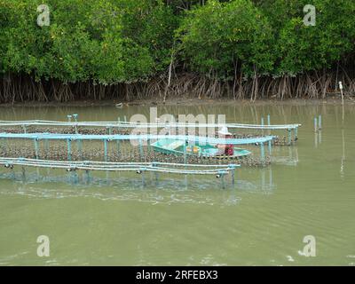 I pescatori che allevano molluschi di ostriche sono appesi alla corda su un pannello di plastica blu per ringhiere in fattoria in mare con la foresta di mangrovie sullo sfondo, che coltivano molluschi Foto Stock