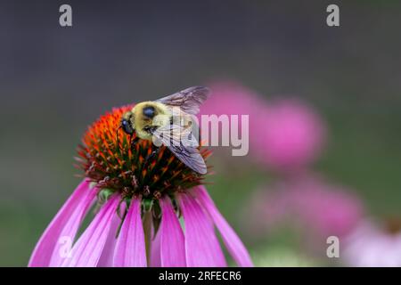 Vista macro di un bumblebee giallo che si nutre sulla testa di una pianta viola di coneflower (echinacea purpurea) con sfondo sfocato Foto Stock