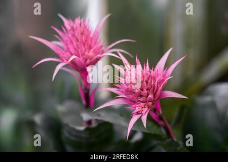 Esotici fiori rosa di Aechmea fasciata. Primo piano dell'impianto di fioritura. Famiglia delle Bromeliaceae. Vaso d'argento o pianta di urna. Foto Stock