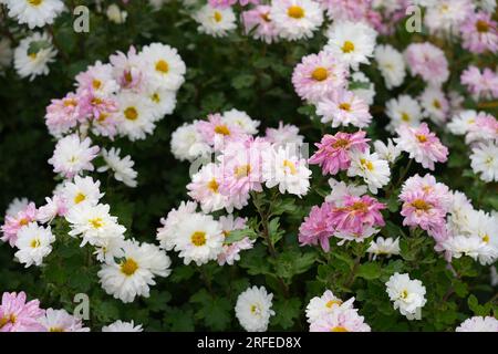 Assaggiatori rosa e bianchi in giardino. Primo piano delle piante fiorite nel letto dei fiori. Foto Stock