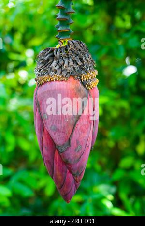 Fioritura di banana. Primo piano esotico del grande fiore della pianta. Foto Stock