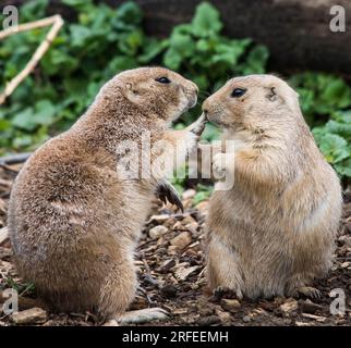 Un cane della prateria sembra dire a un altro di rifugiarsi nel loro recinto al Cotswold Wildlife Park and Gardens. Foto Stock