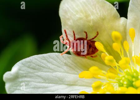 Primo piano macro acaro di velluto rosso o Trombidiidae in ambiente naturale su un fiore bianco di anemone. Foto Stock