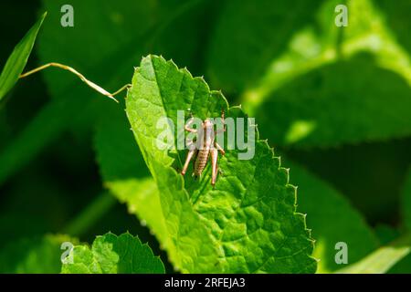 Primo piano naturale su un cespuglio nero sub-adulto, Pholidoptera griseoaptera seduto su una foglia verde. Foto Stock