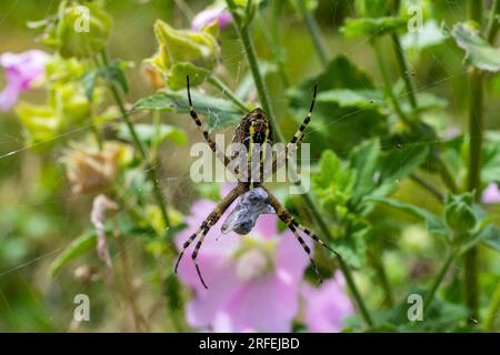 Un ragno di vespa in un grande ragnatela su uno sfondo di erba verde in una giornata di sole. Argiope bruennichi. Foto Stock