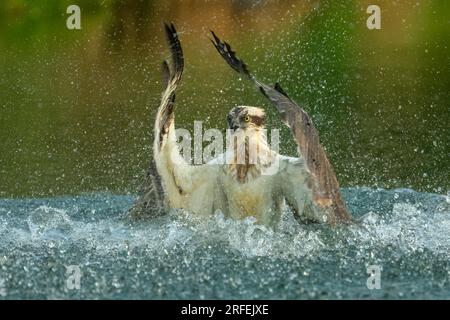 La danza del falco. Bourne, Inghilterra: LE SPLENDIDE immagini scattate a Bourne mostrano un esperto falco pescatore che fa una bella immersione e cattura il suo pasto del giorno Foto Stock