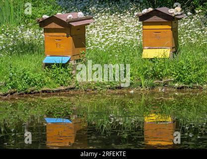 beehive, alveare in uno stagno, parco faunistico di Poing, Baviera, Germania, Europa Foto Stock