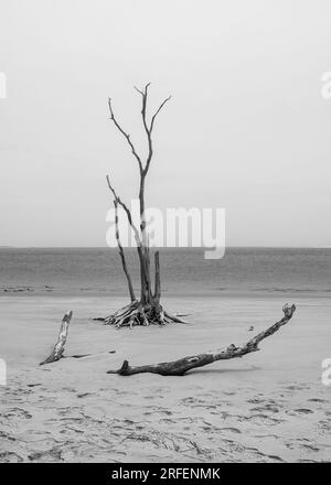 Scheletro di quercia sbiancato, a Boneyard Beach, Nassau Sound, Big Talbot Island State Park, Florida. Foto Stock