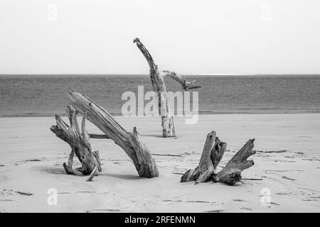 Scheletro di quercia sbiancato, a Boneyard Beach, Nassau Sound, Big Talbot Island State Park, Florida. Foto Stock