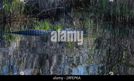 Alligatore americano parzialmente sommerso, nell'Okefenokee National Wildlife Refuge, Georgia. Foto Stock
