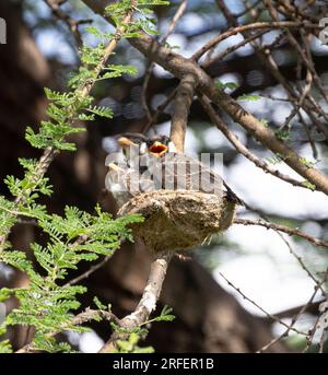 I Northern White-Crown Shrike sono allevatori cooperativi. Ciò significa che la famiglia allargata aiuta tutti a crescere la prossima generazione. Foto Stock