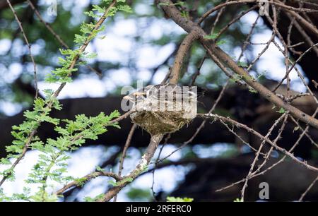 I Northern White-Crown Shrike sono allevatori cooperativi. Ciò significa che la famiglia allargata aiuta tutti a crescere la prossima generazione. Foto Stock