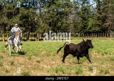 Francia, Gard, Generac, Manade Cuille Foto Stock