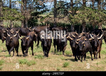 Francia, Gard, Generac, Manade Cuille Foto Stock