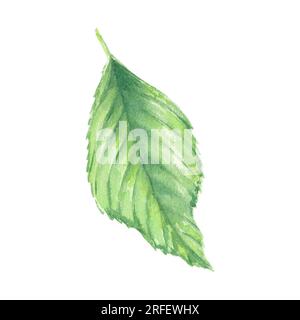 Isolante foglia di ciliegio, foglie di ciliegio acquerello illustrazioni botaniche per etichette, menu, logo Foto Stock