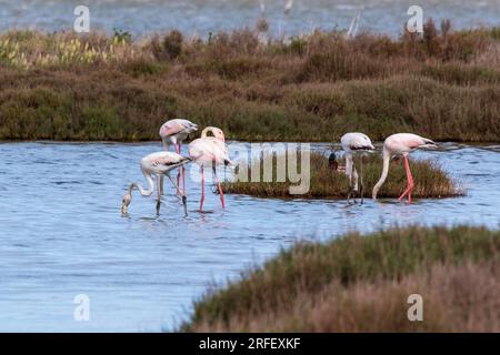 Francia, Aude, Bages, fenicotteri rosa sullo stagno di Bages Foto Stock