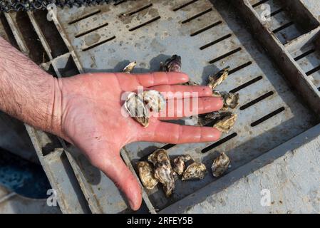 Francia, Aude, Leucate, allevamento di ostriche di Jerome Allary Foto Stock