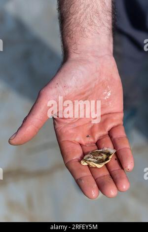 Francia, Aude, Leucate, allevamento di ostriche di Jerome Allary Foto Stock