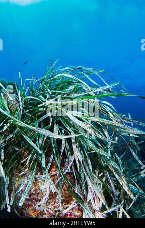 Fondale marino di Nettuno Posidonia oceanica sott'acqua con luce solare naturale nel Mar Mediterraneo Foto Stock