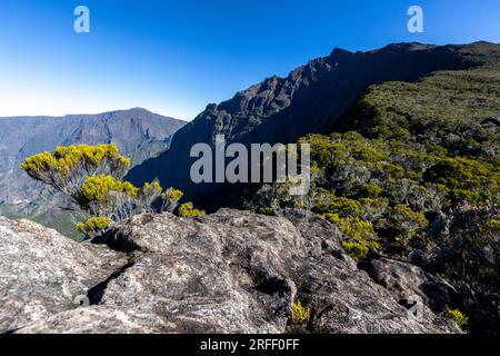 Francia, Isola della riunione, Parco Nazionale della riunione dichiarato Patrimonio dell'Umanità dall'UNESCO, vetta del Piton des Neiges (3070 m), vista dai dintorni del rifugio Dufour Foto Stock