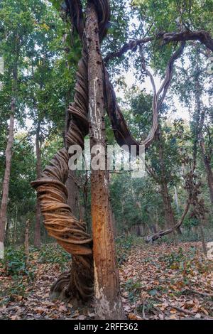 Nepal, regione di Terai, Parco Nazionale di Bardia o Bardiya, Foresta, Sal (Shorea robusta) circondato da una grande vite strangolatrice (Spatholobus perviflora ?) Foto Stock