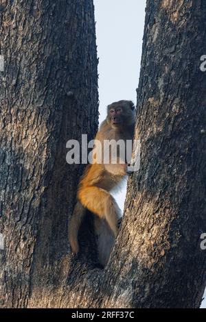 Nepal, regione di Terai, Bardia o Parco Nazionale di Bardiya, Rhesus macaque, nella foresta Foto Stock
