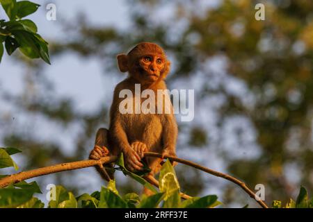 Nepal, regione di Terai, Parco Nazionale di Bardia o Bardiya, Rhesus Macaque (Macaca mulatta), giovani tra gli alberi all'ingresso del parco nel villaggio di Thakurdwara, Foto Stock