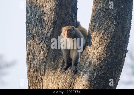 Nepal, regione di Terai, Bardia o Parco Nazionale di Bardiya, Rhesus macaque, nella foresta Foto Stock