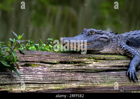 Stati Uniti, Louisiana, Breaux Bridge, parrocchia di Saint Martin, bayou del lago Martin, Alligator (Alligator mississippiensis) Foto Stock