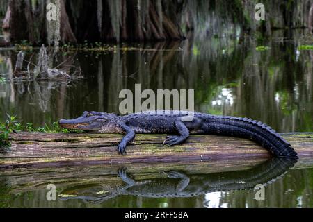 Stati Uniti, Louisiana, Breaux Bridge, parrocchia di Saint Martin, bayou del lago Martin, Alligator (Alligator mississippiensis) Foto Stock