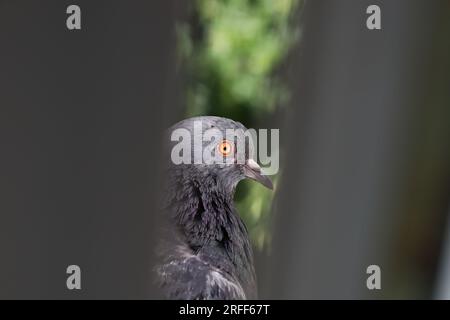 Ritratto di primo piano dove, uccello alla finestra, animale perfetto, bella estate, femmina Foto Stock