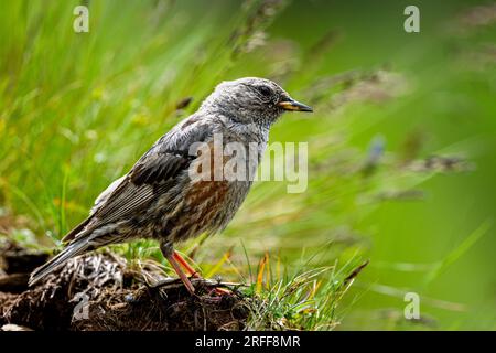 Alpino, Prunella collaris. Un tipico uccello delle montagne rocciose. Foto Stock