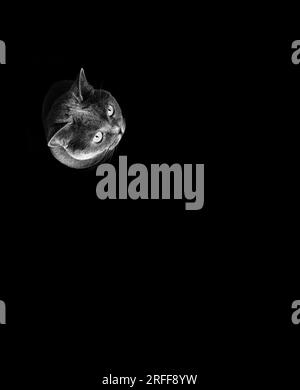 Ritratto del gatto britannico shorthair isolato su sfondo nero Foto Stock