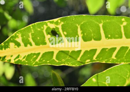 Vista inferiore di una variegata foglia di Croton di colore giallo-verde (Codiaeum Variegatum), un'ombra di una volpe che si trova sulla parte superiore della foglia di Croton Foto Stock