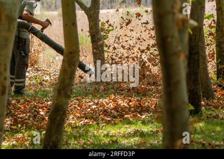 Il giardiniere che lavora con un soffiatore di foglie Foto Stock